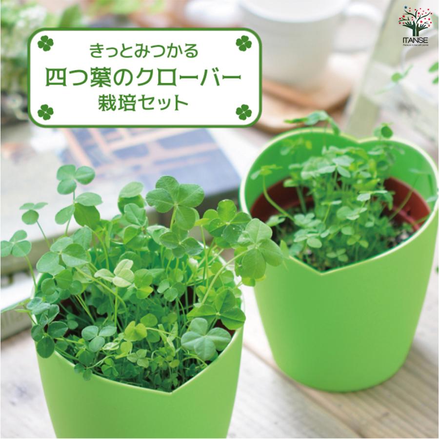 栽培セット きっとみつかる四つ葉のクローバー /1個売り 簡単キット