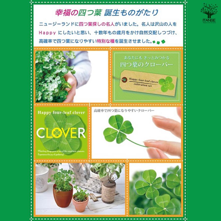 栽培セット きっとみつかる四つ葉のクローバー /1個売り 簡単キット