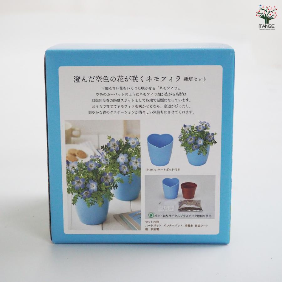 栽培セット 空色の花 ネモフィラ /1個売り 簡単キット 栽培キット お