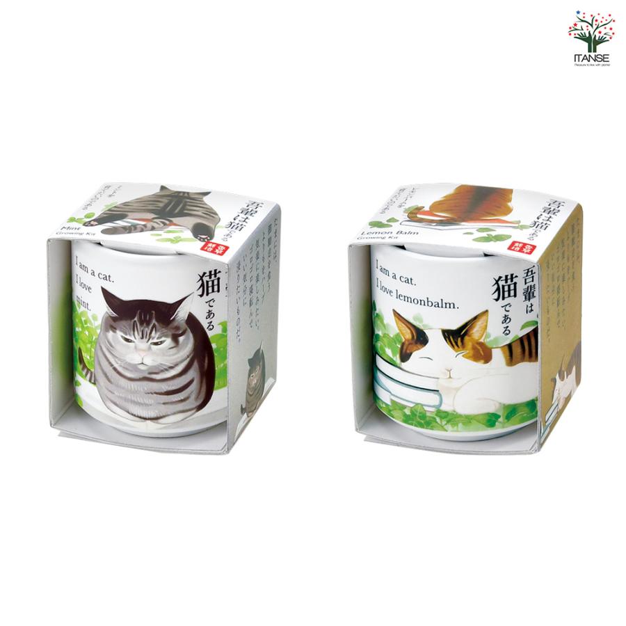 栽培セット お芽でたお猪口 吾輩 四葉のクローバー /1個売り 簡単