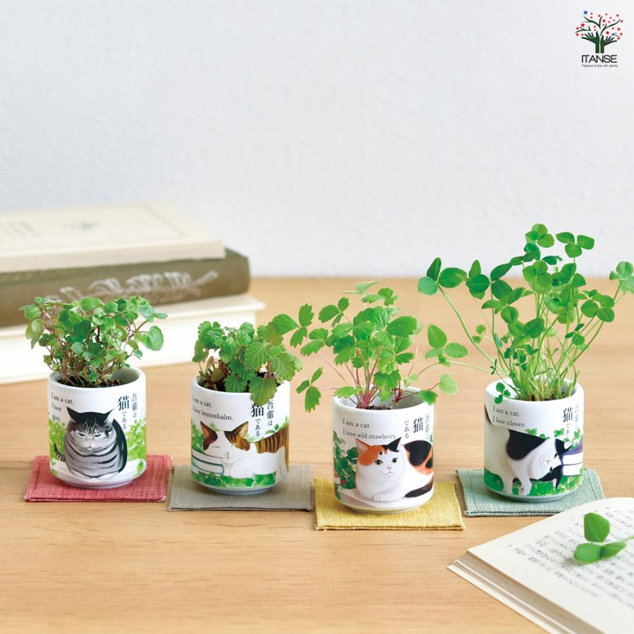 栽培セット お芽でたお猪口 吾輩 四葉のクローバー /1個売り 簡単