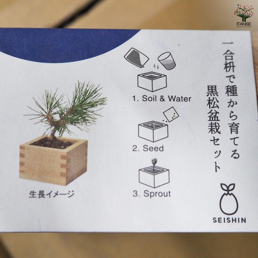 栽培セット ソダテマス盆栽栽培セット 黒松 /お買い得2個セット 簡単