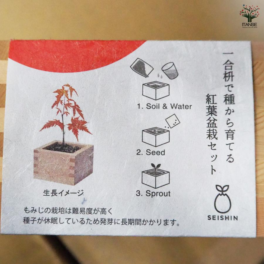 1*0様 最終値下げ❗すぐ戻す　もみじ盆栽 1*0様 最終値下げ❗すぐ戻す もみじ盆栽 最終値下げ❗すぐ戻す もみじ