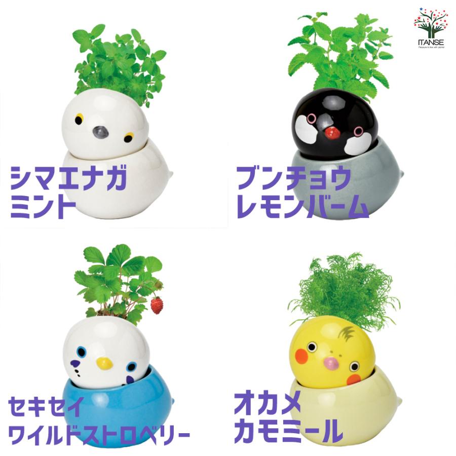 栽培セット COROCORO bird シマエナガ ミント /1個売り 簡単キット