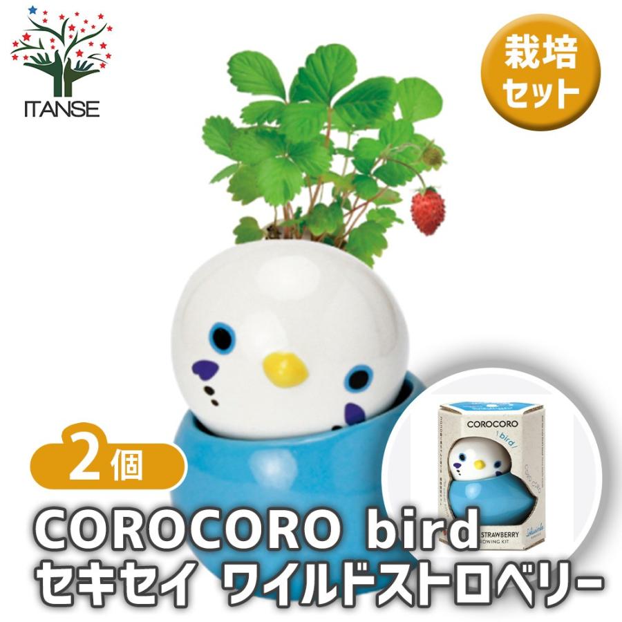 栽培セット COROCORO bird セキセイ ワイルドストロベリー /お買い得2
