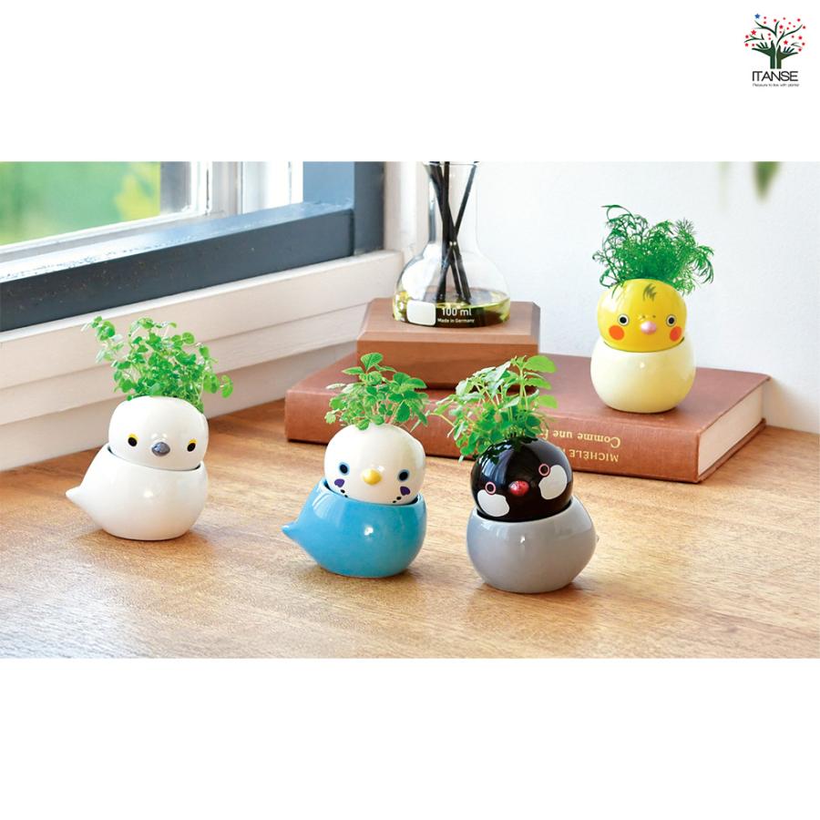 栽培セット COROCORO bird セキセイ ワイルドストロベリー /お買い得2