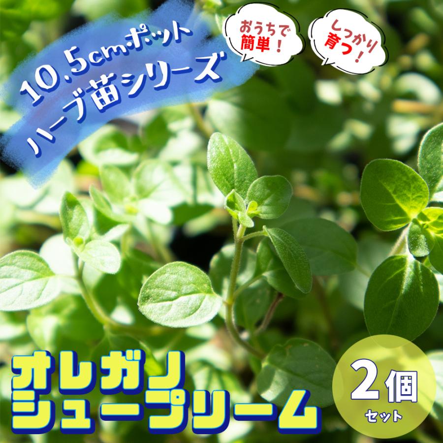 ハーブ苗 オレガノ シュープリーム 10 5cmポット 2個セット 送料無料 おうちで簡単 育てやすいハーブ苗シリーズ San 野菜苗 植物 青果物販売のitanse 通販 Yahoo ショッピング