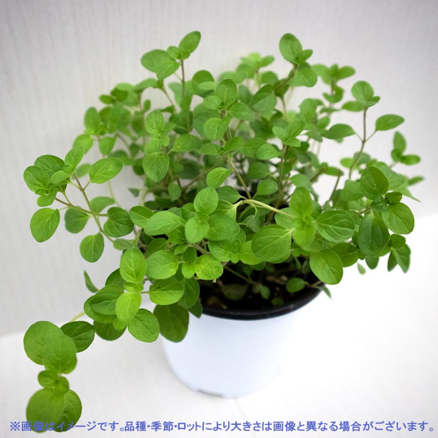 ITANSE ハーブ苗 オレガノ シュープリーム 10.5cmポット 2個セット
