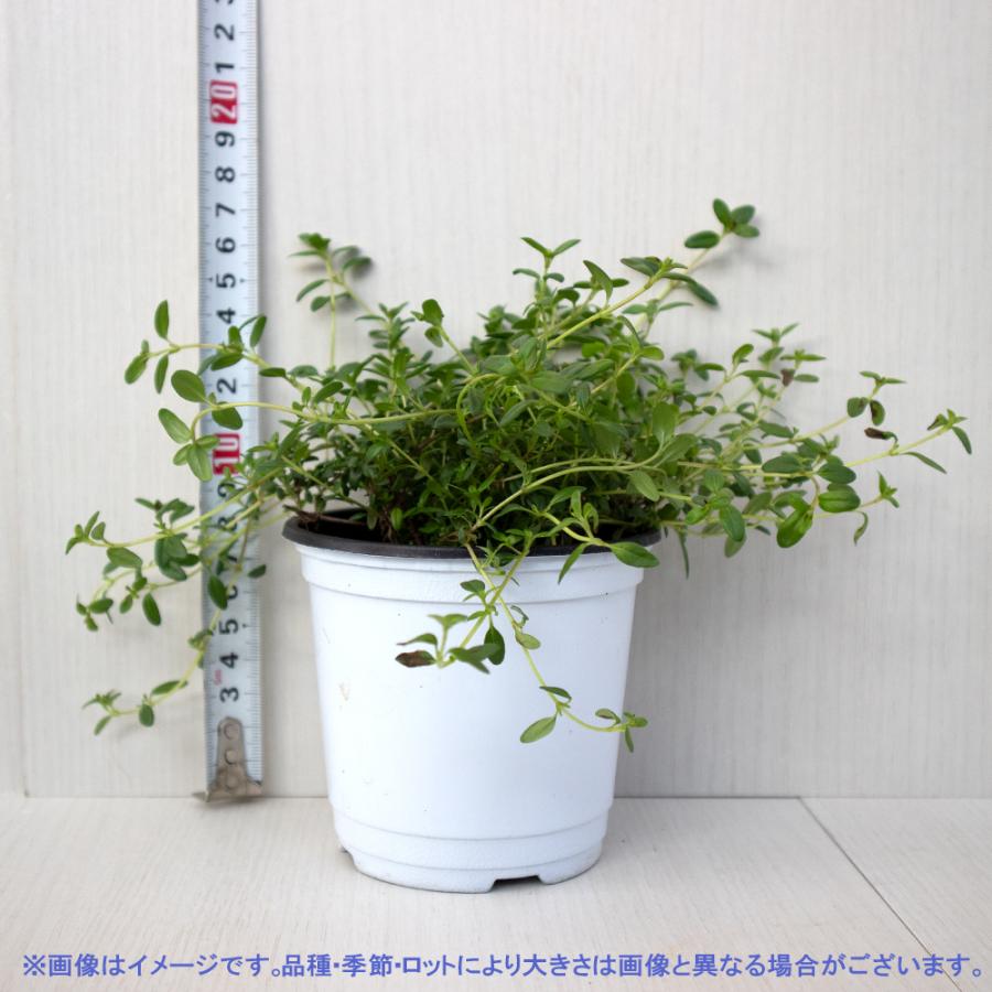 ITANSE ハーブ苗 クリーピングタイム 10.5cmポット 2個セット 送料無料