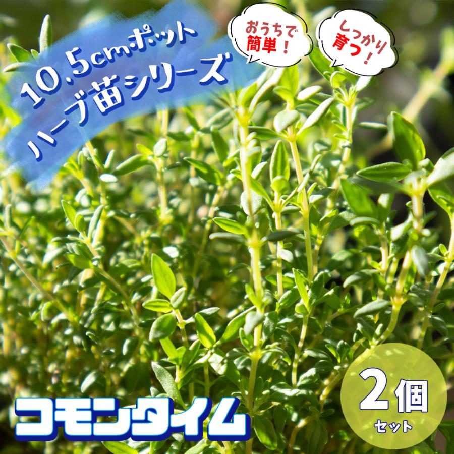 ワイルドストロベリー ポット直径9 0cm