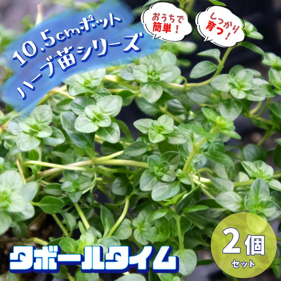 ハーブ苗 タボールタイム 10.5cmポット 2個セット 送料無料 おうちで簡単!育てやすいハーブ苗シリーズ! :san00015:野菜苗・植物・青果物販売のITANSE - 通販 - Yahoo!ショッピング ハーブ苗 タボールタイム 10.5cmポット 2個セット 送料無料 おうちで簡単!育てやすいハーブ苗シリーズ! :san00015:野菜苗・植物・青果物販売のITANSE - 通販 - Yahoo!ショッピング