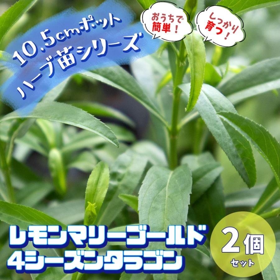 ハーブ苗 レモンマリーゴールド 4シーズンタラゴン 10 5cmポット 2個セット 送料無料 おうちで簡単 育てやすいハーブ苗シリーズ San 野菜苗 植物 青果物販売のitanse 通販 Yahoo ショッピング