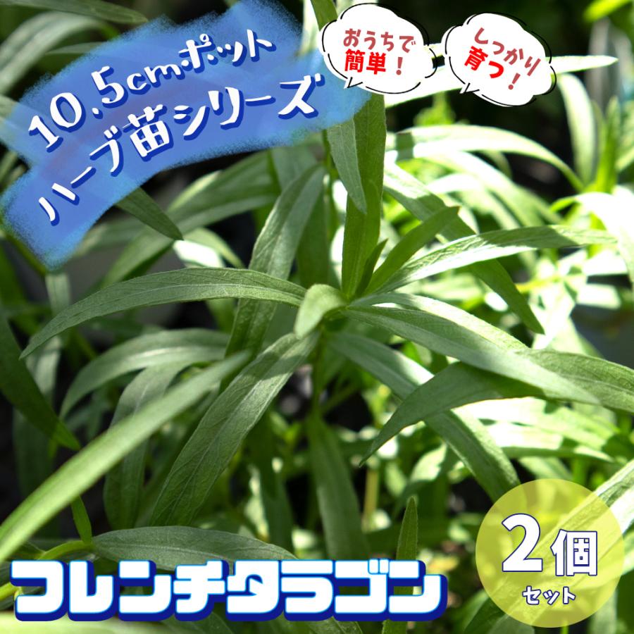 ハーブ苗 フレンチタラゴン 10 5cmポット 通販 2個セット 育てやすいハーブ苗シリーズ おうちで簡単 送料無料