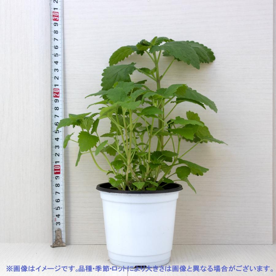 ITANSE ハーブ苗 キャットニップ(西洋マタタビ、イヌハッカ) 10.5cm