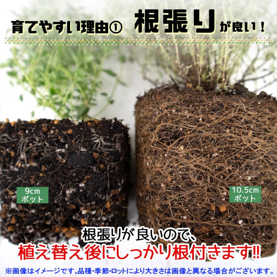 ITANSE ハーブ苗 キャットニップ(西洋マタタビ、イヌハッカ) 10.5cmポット 4個セット 送料無料 おうちで簡単！育てやすいハーブ苗シリーズ！ イタンセ公式｜itanse｜05