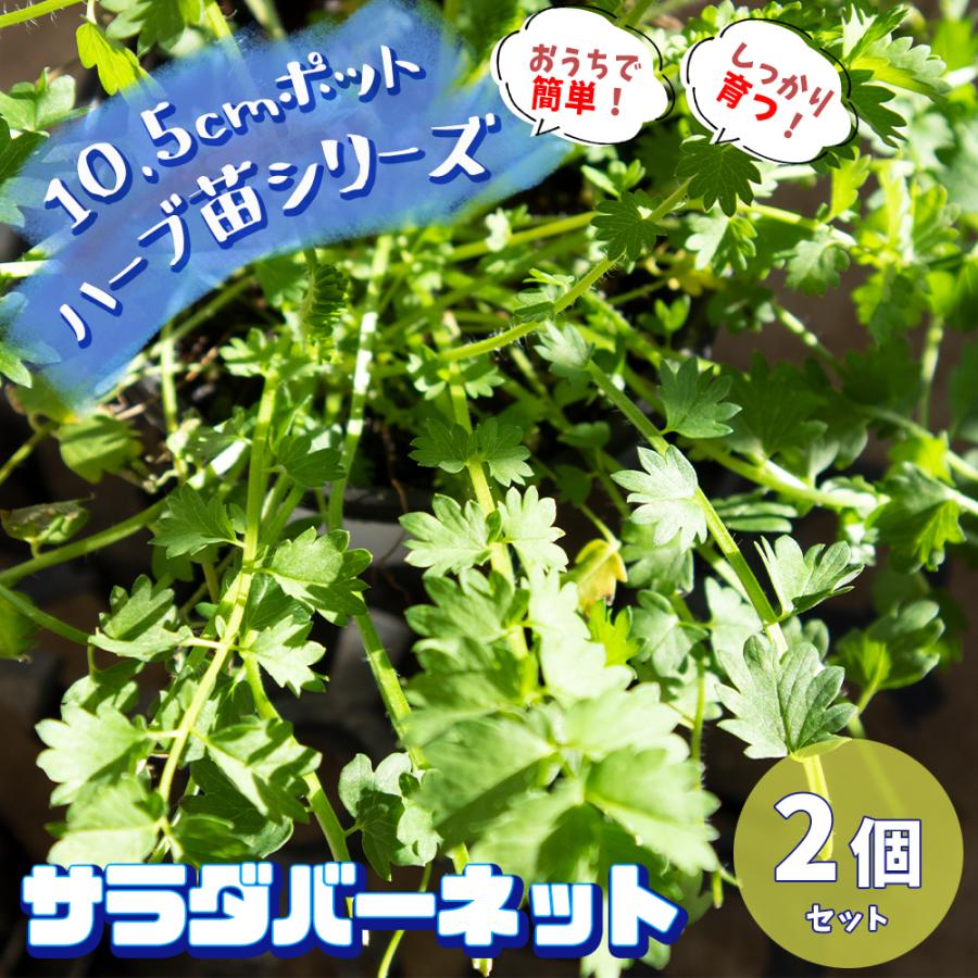 ハーブ苗 サラダバーネット 10 5cmポット 2個セット 送料無料 おうちで簡単 育てやすいハーブ苗シリーズ San 野菜苗 植物 青果物販売のitanse 通販 Yahoo ショッピング