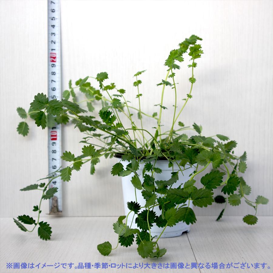 ハーブ苗 サラダバーネット 10 5cmポット 4個セット 送料無料 おうちで簡単 育てやすいハーブ苗シリーズ San 野菜苗 植物 青果物販売のitanse 通販 Yahoo ショッピング