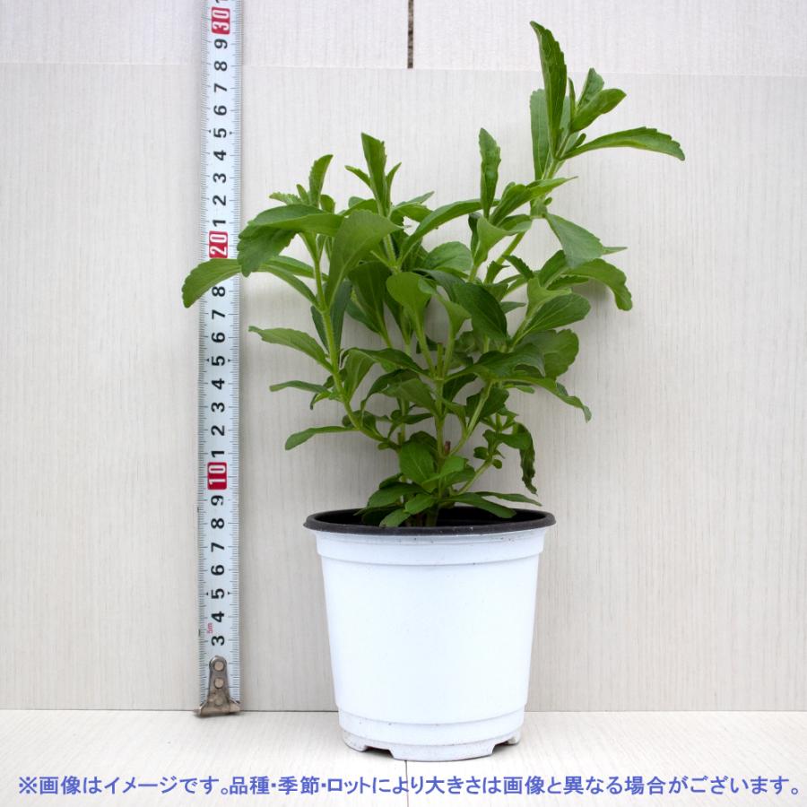 送料無料 ルッコラ おうちで簡単 育てやすい10 5cmポットハーブ苗シリーズ ハーブの苗 お買い得2個セット 10 5cm