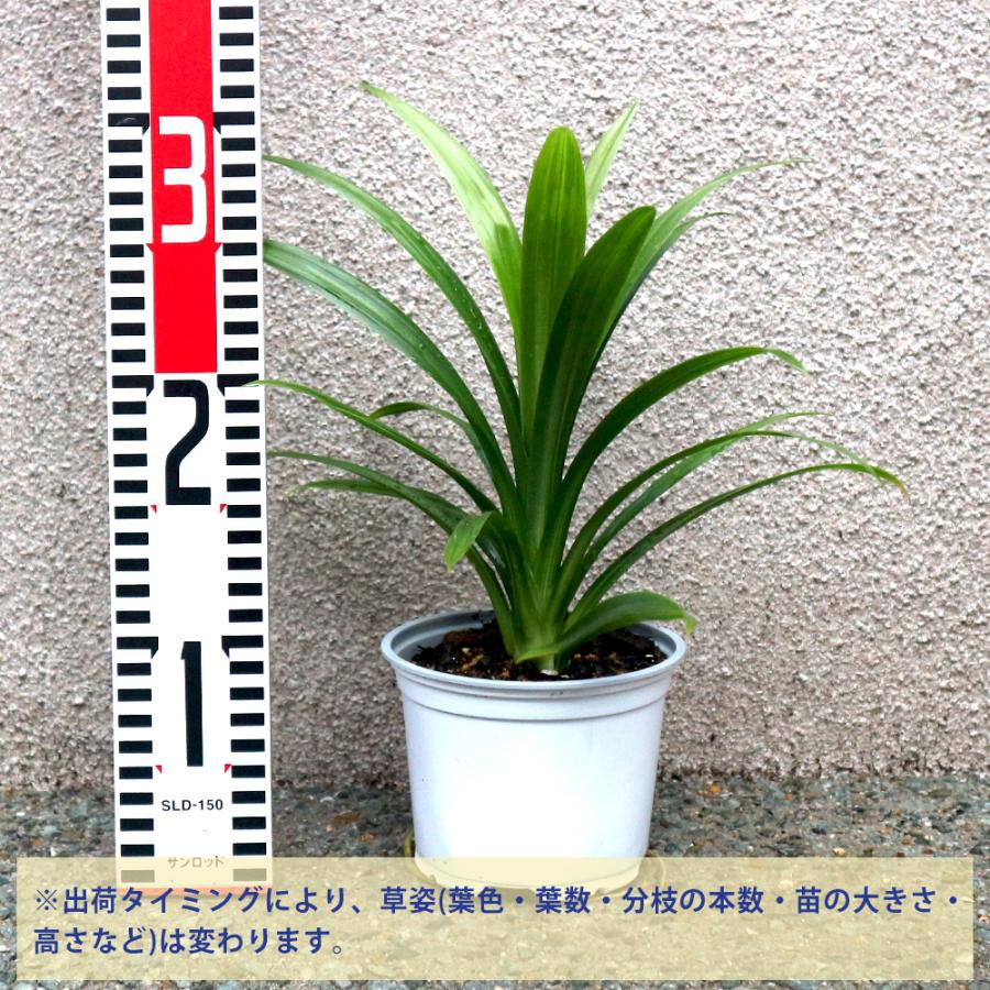 ITANSE ハーブ苗 ニオイタコノキ(パンダンリーフ) 12cmポット 2個
