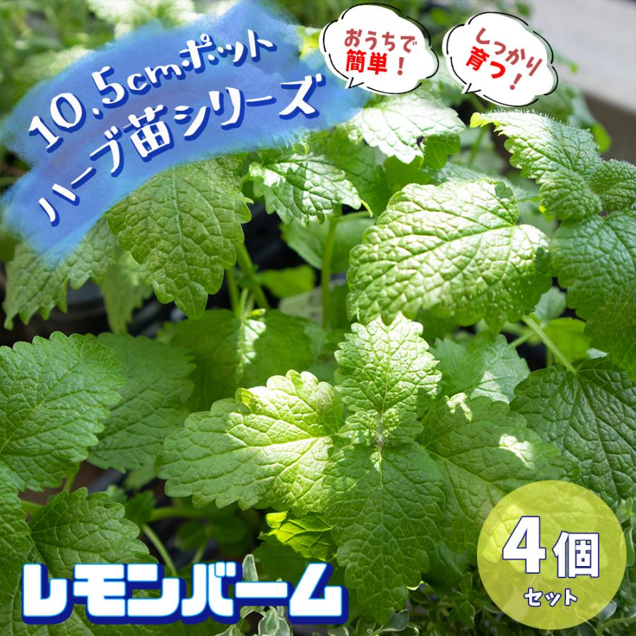 ITANSE ハーブ苗 レモンバーム 10.5cmポット 4個セット 送料無料