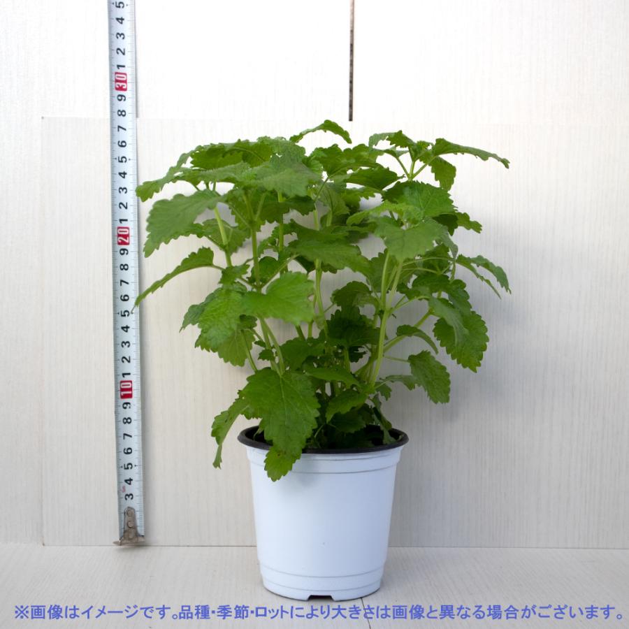 ITANSE ハーブ苗 レモンバーム 10.5cmポット 4個セット 送料無料