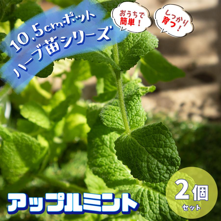 ITANSE ハーブ苗 アップルミント 10.5cmポット 2個セット 送料無料 