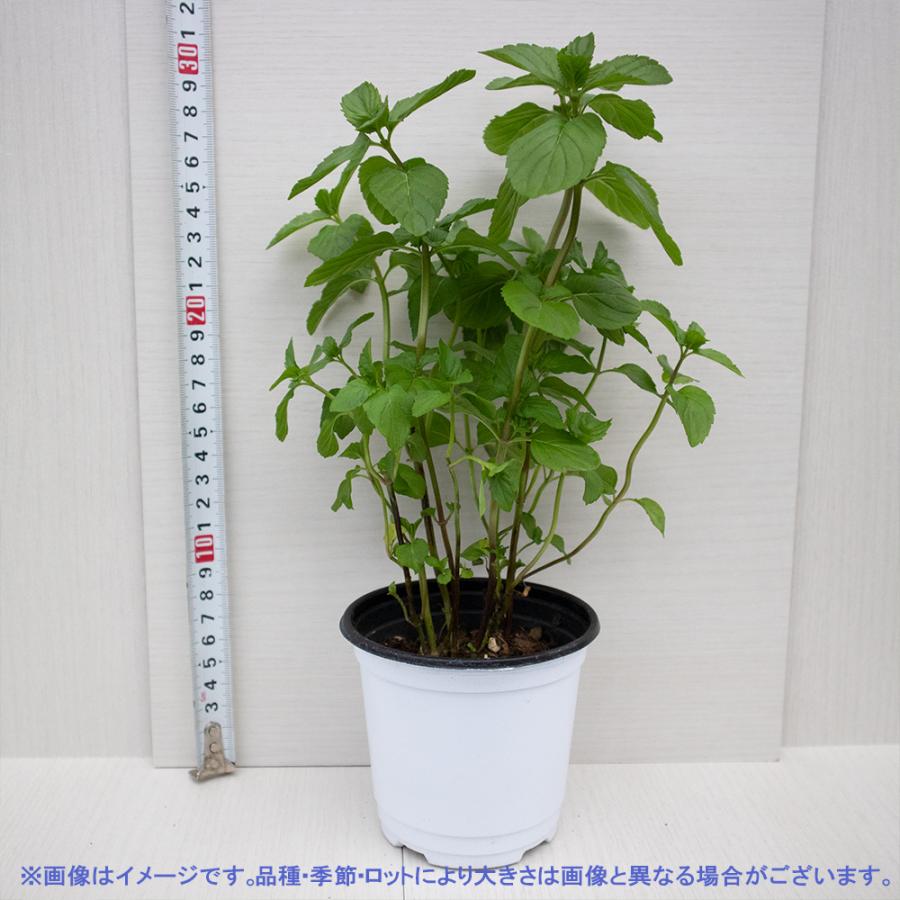 21公式店舗 ハーブ苗 モヒートミント イエルバブエナ 10 5cmポット 2個セット 送料無料 キューバミント おうちで簡単 育てやすいハーブ苗 Aynaelda Com