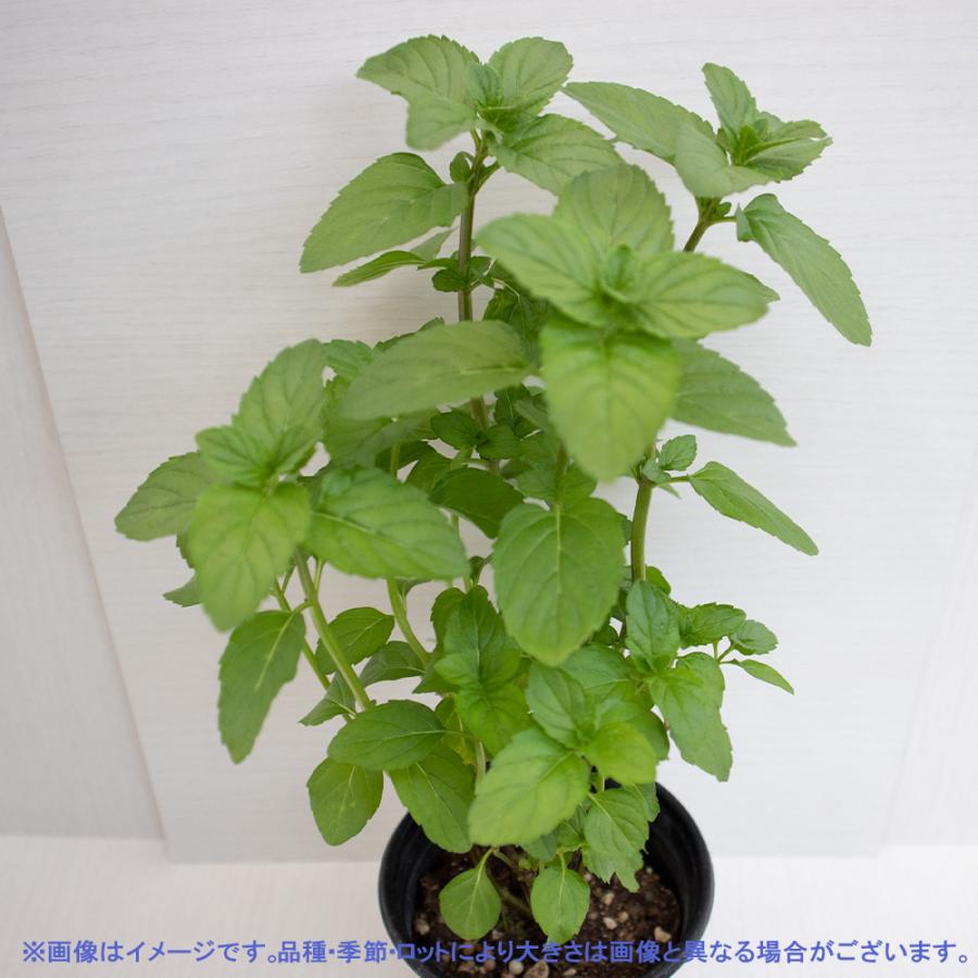 21公式店舗 ハーブ苗 モヒートミント イエルバブエナ 10 5cmポット 2個セット 送料無料 キューバミント おうちで簡単 育てやすいハーブ苗 Aynaelda Com