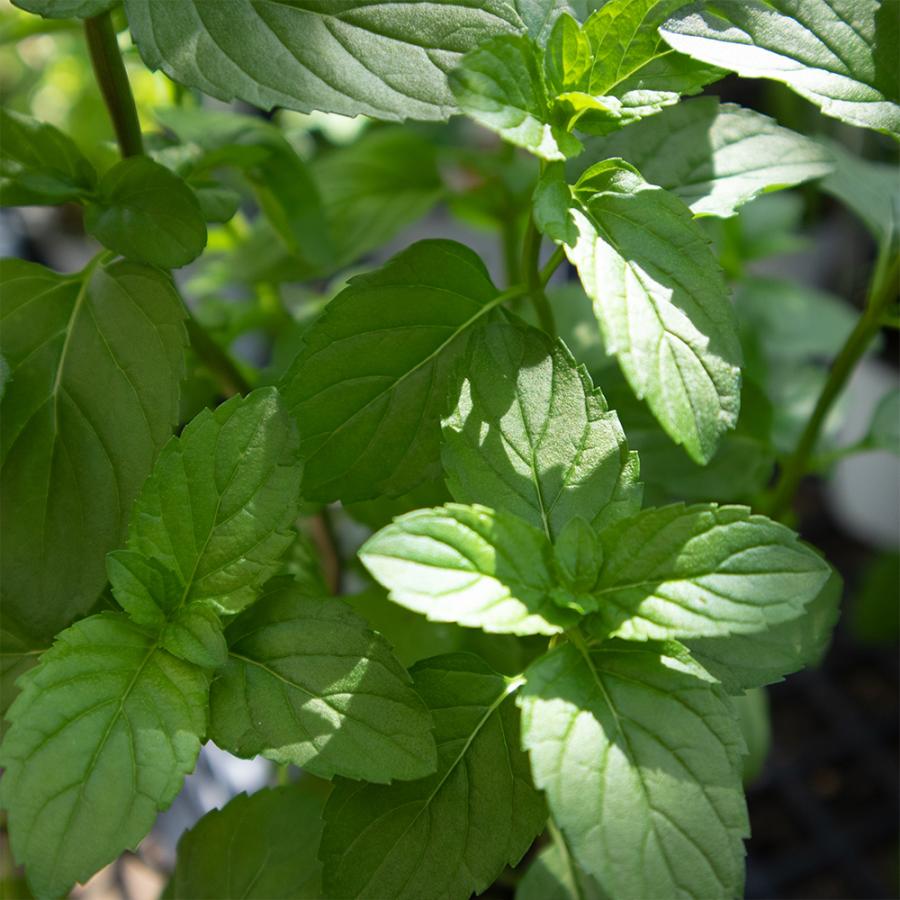 21公式店舗 ハーブ苗 モヒートミント イエルバブエナ 10 5cmポット 2個セット 送料無料 キューバミント おうちで簡単 育てやすいハーブ苗 Aynaelda Com