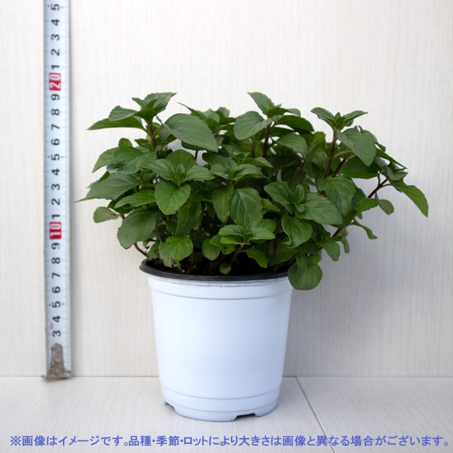 ハーブ苗 ラベンダーミント 10 5cmポット 4個セット 送料無料 おうちで簡単 育てやすいハーブ苗シリーズ San 野菜苗 植物 青果物販売のitanse 通販 Yahoo ショッピング