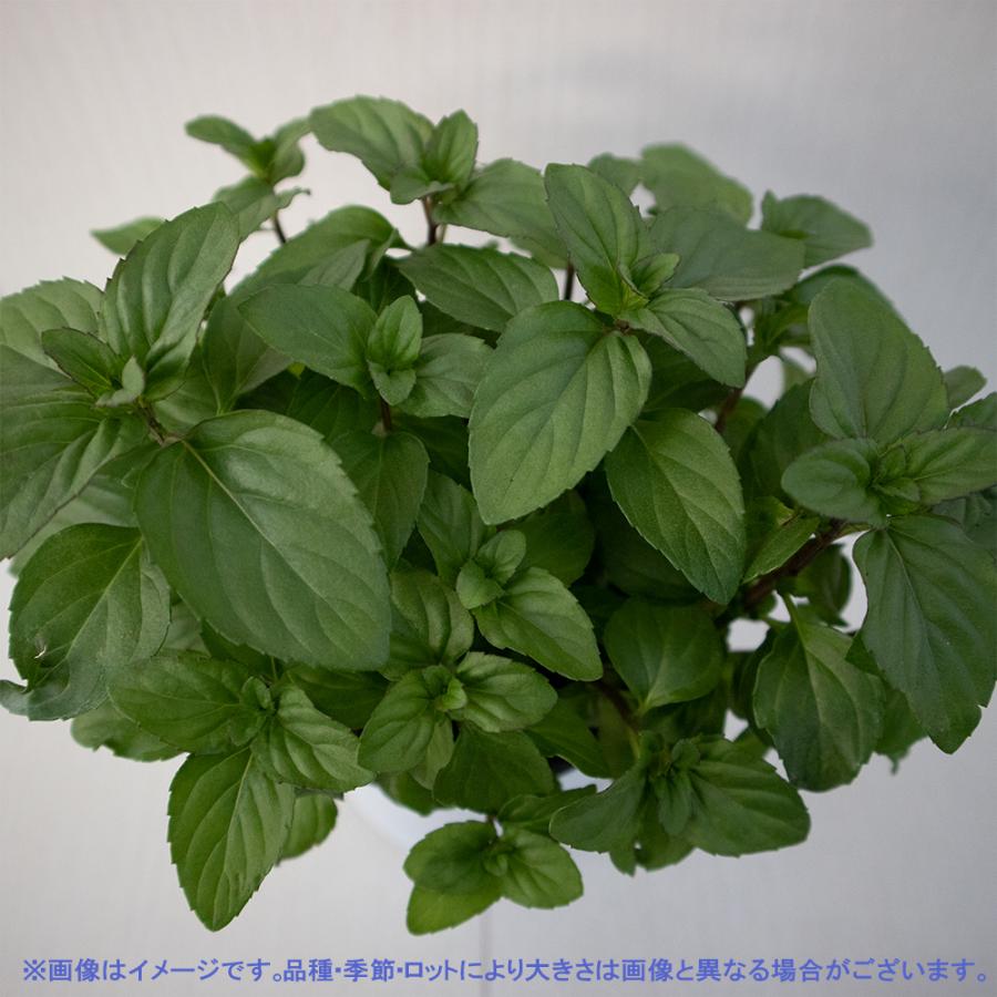 ハーブ苗 ラベンダーミント 10 5cmポット 4個セット 送料無料 おうちで簡単 育てやすいハーブ苗シリーズ San 野菜苗 植物 青果物販売のitanse 通販 Yahoo ショッピング