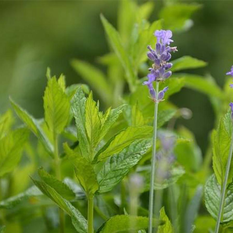 ハーブ苗 ラベンダーミント 10 5cmポット 4個セット 送料無料 おうちで簡単 育てやすいハーブ苗シリーズ San 野菜苗 植物 青果物販売のitanse 通販 Yahoo ショッピング