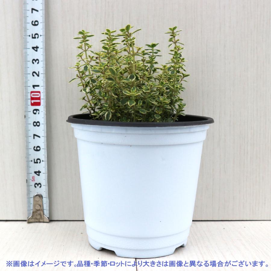 正規代理店 ハーブ苗 ゴールデンレモンタイム 10 5cmポット 2個セット 送料無料 おうちで簡単 育てやすいハーブ苗シリーズ M Artpassions Ch