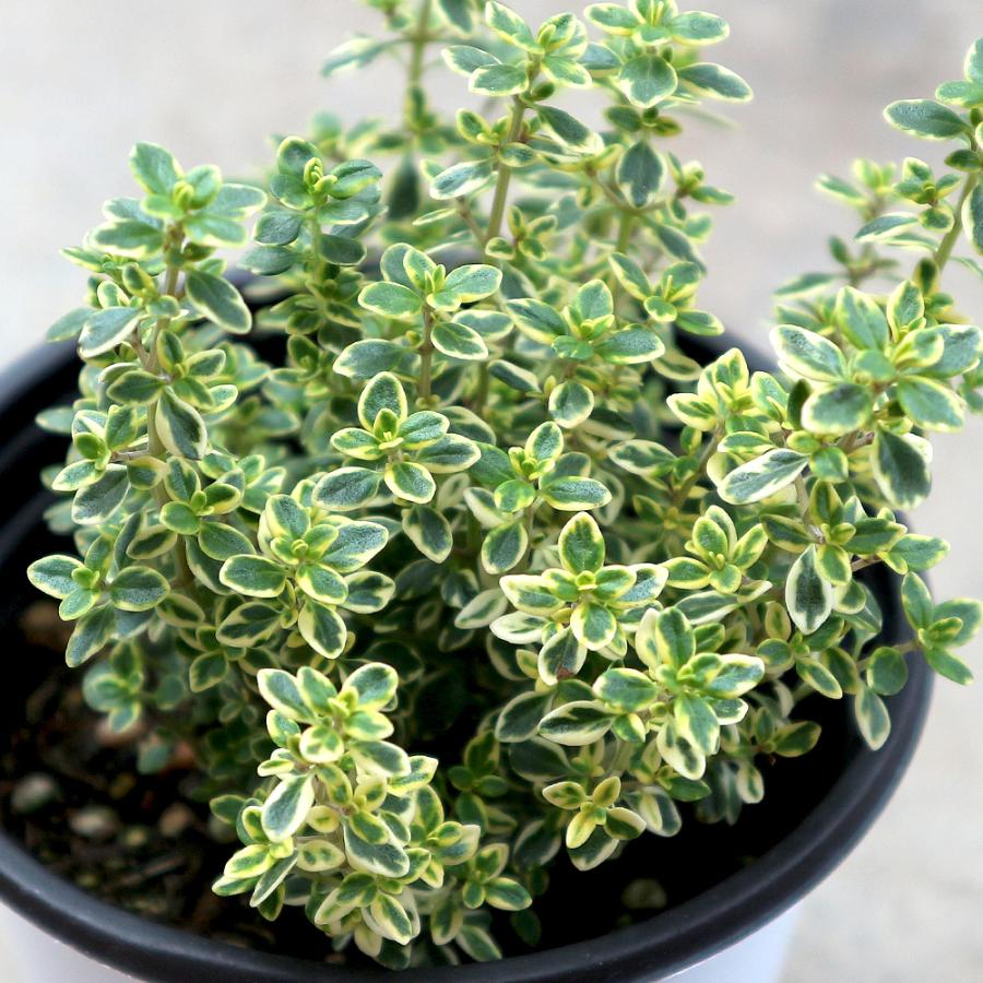 正規代理店 ハーブ苗 ゴールデンレモンタイム 10 5cmポット 2個セット 送料無料 おうちで簡単 育てやすいハーブ苗シリーズ M Artpassions Ch