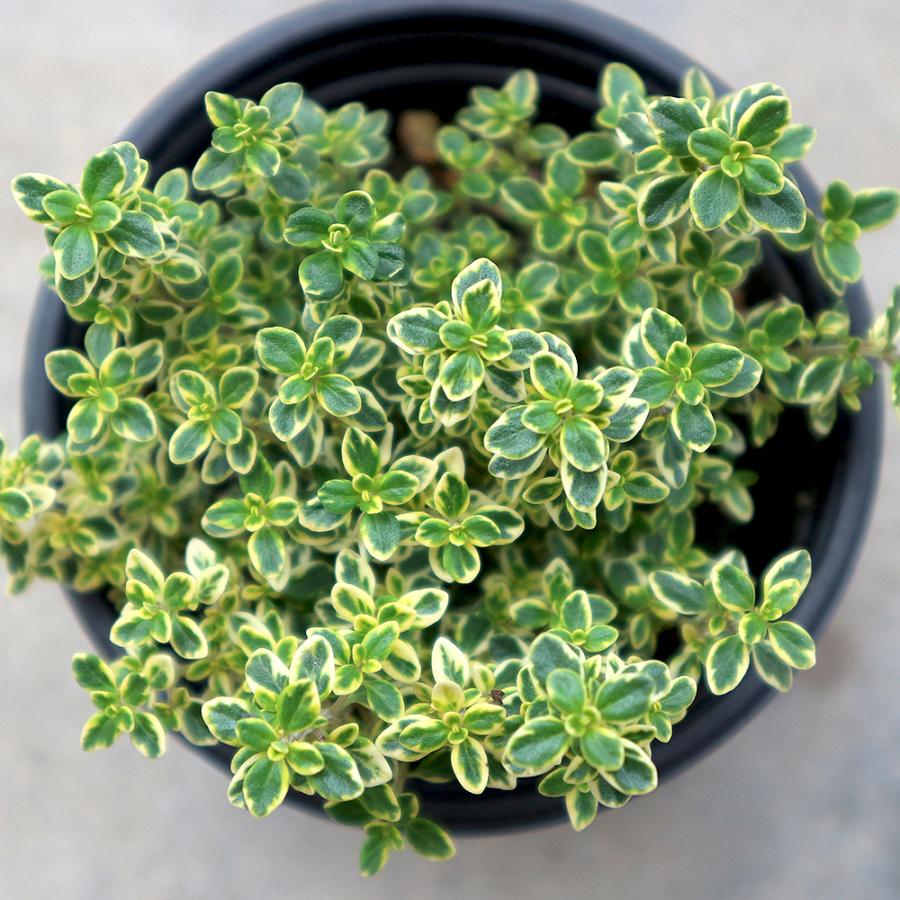 正規代理店 ハーブ苗 ゴールデンレモンタイム 10 5cmポット 2個セット 送料無料 おうちで簡単 育てやすいハーブ苗シリーズ M Artpassions Ch