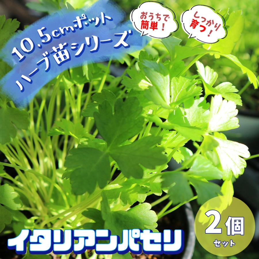 ITANSE ハーブ苗 イタリアンパセリ 10.5cmポット 2個セット 送料無料 おうちで簡単！育てやすいハーブ苗シリーズ！ イタンセ公式｜itanse