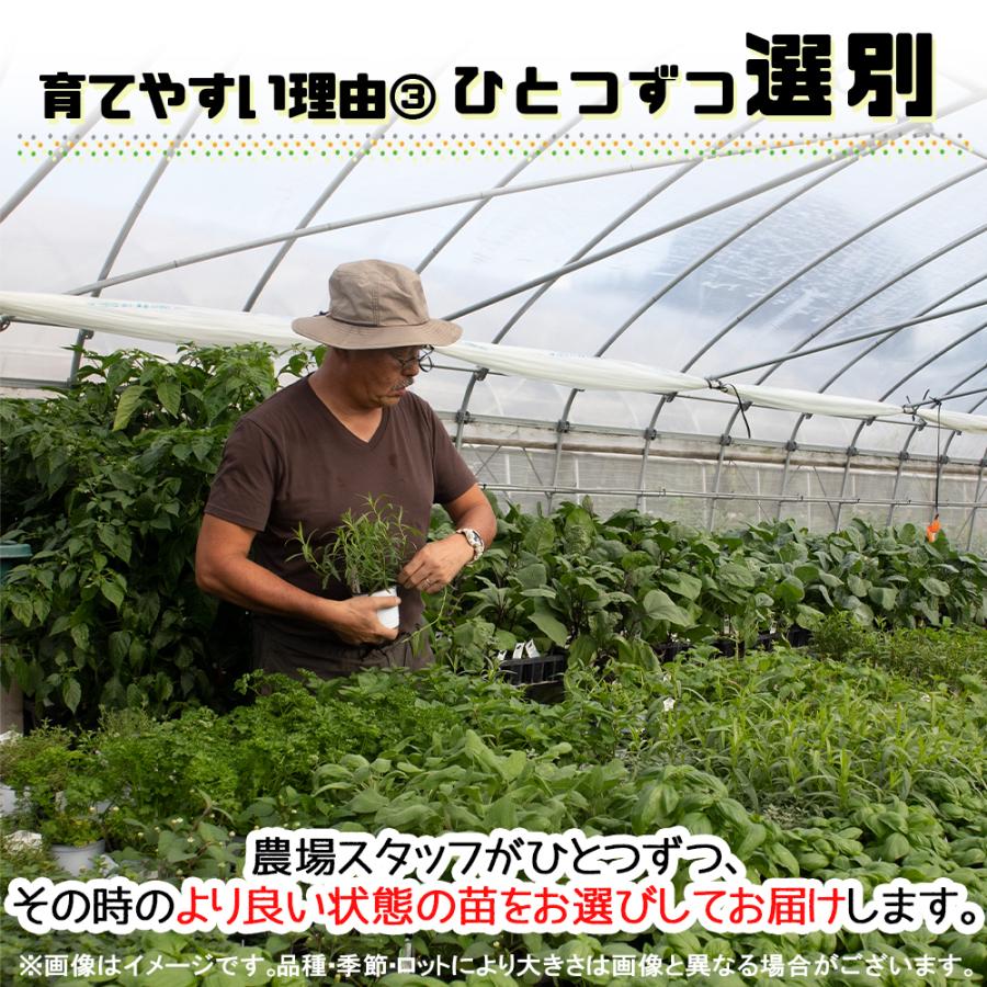 ITANSE ハーブ苗 ディル 10.5cmポット 2個セット 送料無料 おうちで