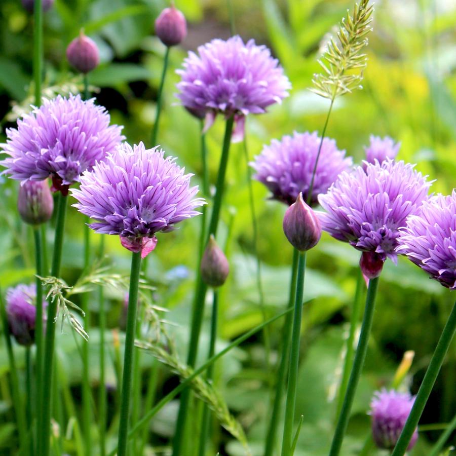 おうちで簡単 育てやすい10 5cmポットハーブ苗シリーズ チャイブ ハーブの苗 10 5cm お買い得2個セット 送料無料 San 野菜苗 植物 青果物販売のitanse 通販 Yahoo ショッピング