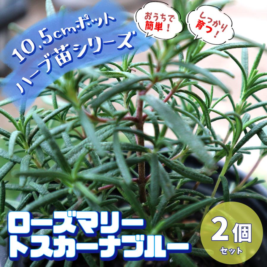 ハーブ苗 ローズマリー トスカーナブルー 10 5cmポット 2個セット 送料無料 おうちで簡単 育てやすいハーブ苗シリーズ San 野菜苗 植物 青果物販売のitanse 通販 Yahoo ショッピング