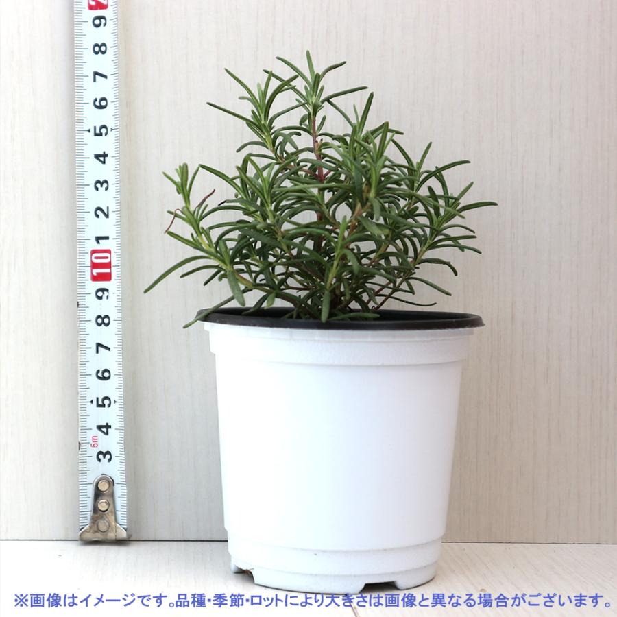 ハーブ苗 ローズマリー トスカーナブルー 10 5cmポット 育てやすいハーブ苗シリーズ 送料無料 4個セット おうちで簡単 ブランド激安セール会場