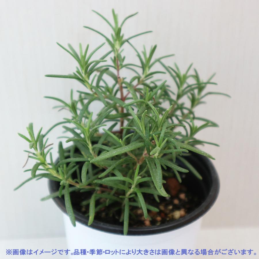 ハーブ苗 ローズマリー トスカーナブルー 10 5cmポット 育てやすいハーブ苗シリーズ 送料無料 4個セット おうちで簡単 ブランド激安セール会場