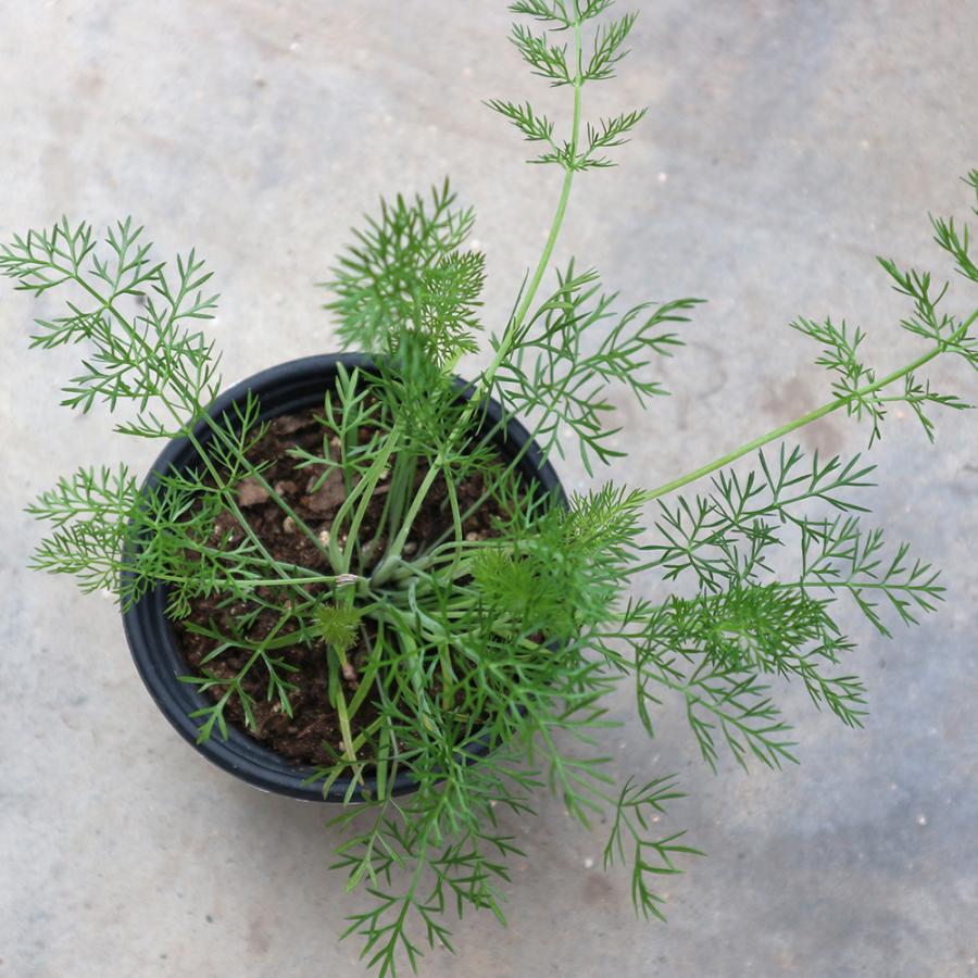 送料無料 新登場 フェンネル ハーブの苗 10 5cm お買い得4個セット 簡単 ガーデニング 料理 家庭菜園