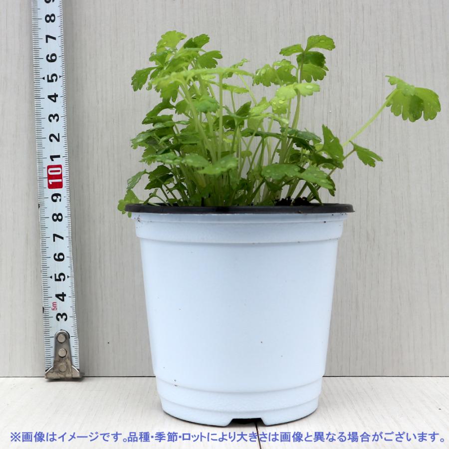 スープセロリ 9 0cmポット 1年間枯れ保証 1本 ハーブ 品質一番の 1本