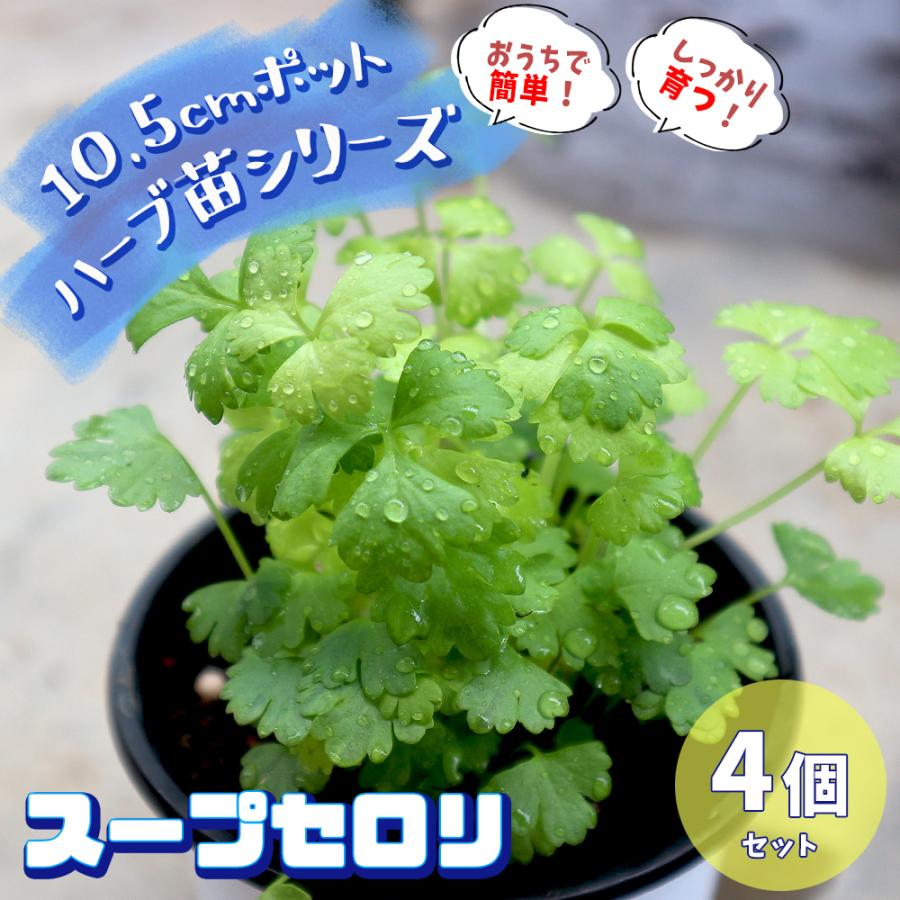 おうちで簡単 育てやすい10 5cmポットハーブ苗シリーズ スープセロリ ハーブの苗 10 5cm お買い得4個セット 送料無料 San 野菜苗 植物 青果物販売のitanse 通販 Yahoo ショッピング