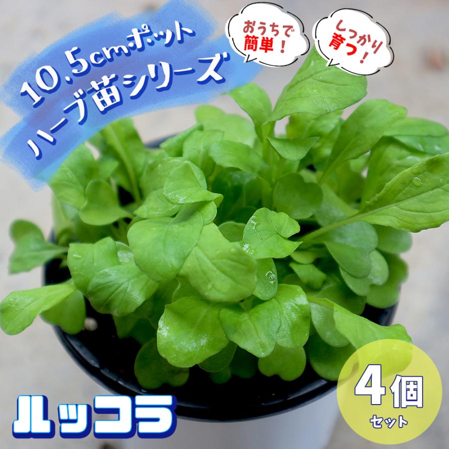 おうちで簡単 育てやすい10 5cmポットハーブ苗シリーズ ルッコラ ハーブの苗 10 5cm お買い得4個セット 送料無料 San 野菜苗 植物 青果物販売のitanse 通販 Yahoo ショッピング