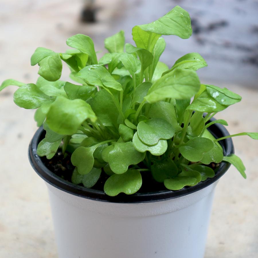 おうちで簡単 育てやすい10 5cmポットハーブ苗シリーズ ルッコラ ハーブの苗 10 5cm お買い得4個セット 送料無料 San 野菜苗 植物 青果物販売のitanse 通販 Yahoo ショッピング