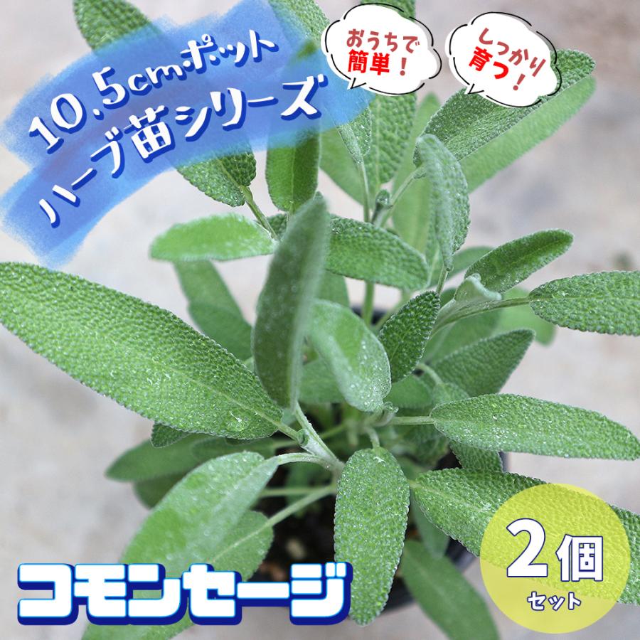 おうちで簡単 育てやすい10 5cmポットハーブ苗シリーズ コモンセージ 10 5cm お買い得2個セット送料無料 San 野菜苗 植物 青果物販売のitanse 通販 Yahoo ショッピング
