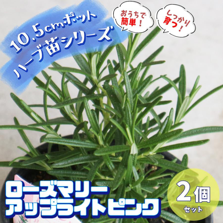 ITANSE ローズマリー アップライトピンク(立ち性ピンク花) おうちで