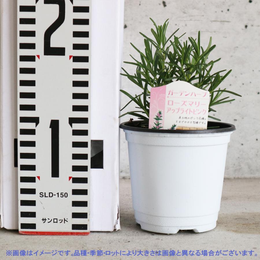 ITANSE ローズマリー アップライトピンク(立ち性ピンク花) おうちで