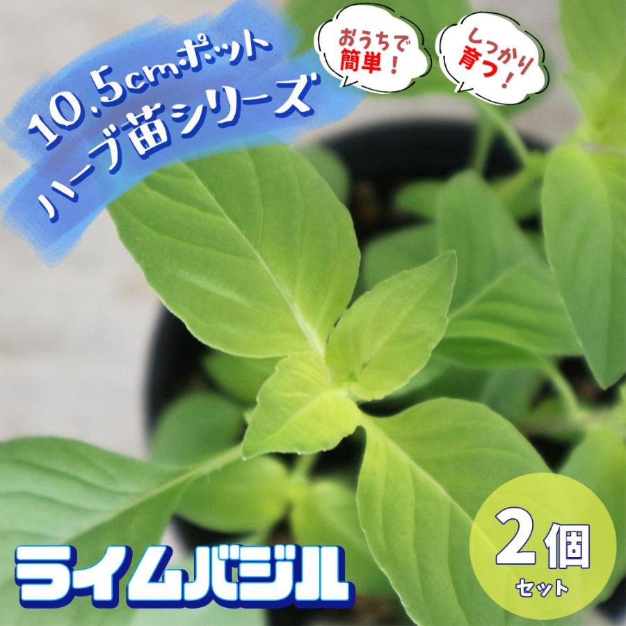 4円 おしゃれ おうちで簡単 育てやすい10 5cmポットハーブ苗シリーズ バジルライム ハーブの苗 10 5cm お買い得2個セット 送料無料